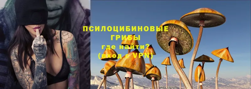 Галлюциногенные грибы Psilocybe  закладка  Казань 